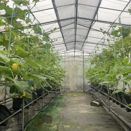 Cucumber Plants Live - Set of 2 Green Starter Plants, 3-5" Tall, 4" Pot, Easy Outdoor Growing