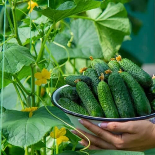 Cucumber Plants Live - Set of 2 Green Starter Plants, 3-5" Tall, 4" Pot, Easy Outdoor Growing