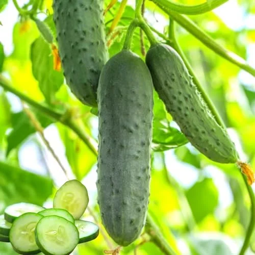 Cucumber Plants Live - Set of 2 Green Starter Plants, 3-5" Tall, 4" Pot, Easy Outdoor Growing