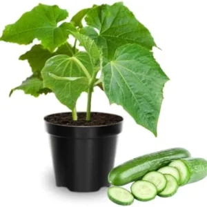 Cucumber Plants Live - Set of 2 Green Starter Plants, 3-5