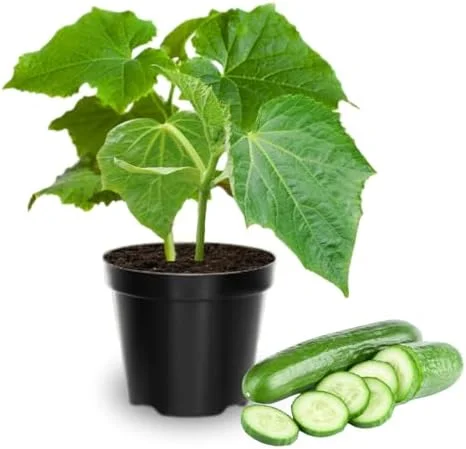 Cucumber Plants Live - Set of 2 Green Starter Plants, 3-5" Tall, 4" Pot, Easy Outdoor Growing