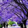 Jacaranda Tree Live Plant, 6-11 Inch Violet Blue Flowering Tree for Outdoor Landscaping