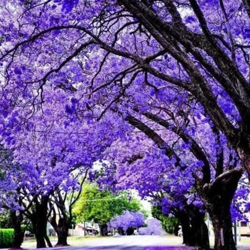 Jacaranda Tree Live Plant, 6-11 Inch Violet Blue Flowering Tree for Outdoor Landscaping