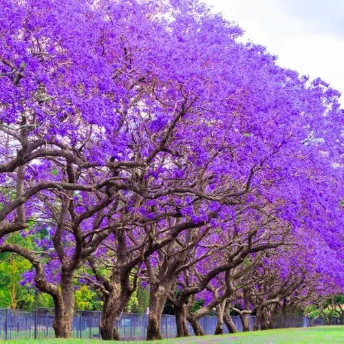 Jacaranda Tree Live Plant, 6-11 Inch Violet Blue Flowering Tree for Outdoor Landscaping