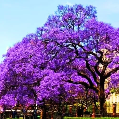 Jacaranda Tree Live Plant, 6-11 Inch Violet Blue Flowering Tree for Outdoor Landscaping