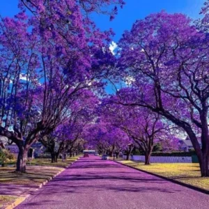 Jacaranda Tree Live Plant, 6-11 Inch Violet Blue Flowering Tree for Outdoor Landscaping