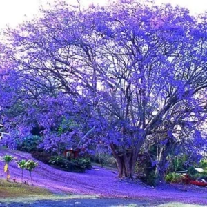 Jacaranda Tree Live Plant, 6-11 Inch Violet Blue Flowering Tree for Outdoor Landscaping