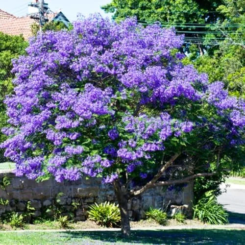 Jacaranda Tree Live Plant, 6-11 Inch Violet Blue Flowering Tree for Outdoor Landscaping
