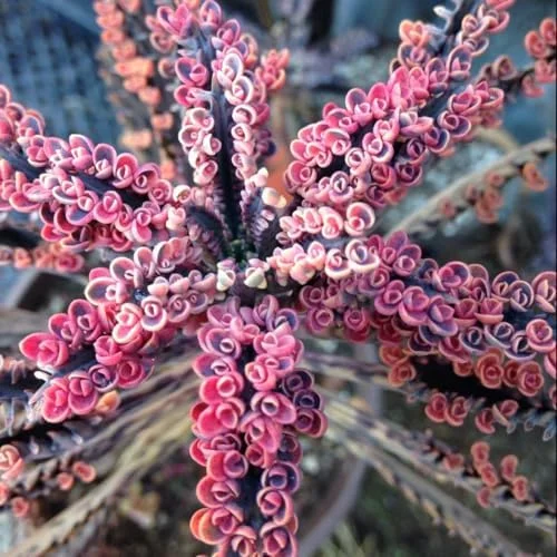 Kalanchoe Pink Butterfly Succulent Live Plant 2 Inch Pink Variegated Houseplant