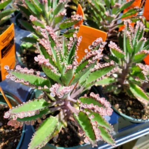 Kalanchoe Pink Butterfly Succulent Live Plant 2 Inch Pink Variegated Houseplant