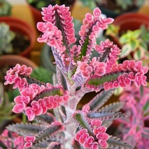 Kalanchoe Pink Butterfly Succulent Live Plant 2 Inch Pink Variegated Houseplant