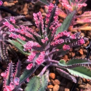 Kalanchoe Pink Butterfly Succulent Live Plant 2 Inch Pink Variegated Houseplant