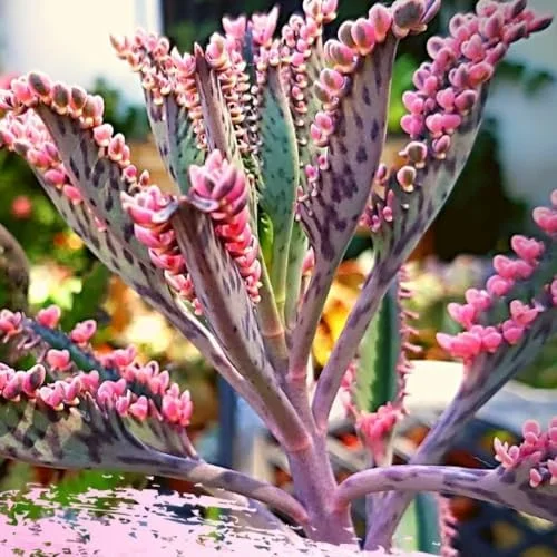 Kalanchoe Pink Butterfly Succulent Live Plant 2 Inch Pink Variegated Houseplant