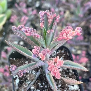 Kalanchoe Pink Butterfly Succulent Live Plant 2 Inch Pink Variegated Houseplant