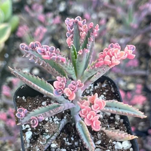Kalanchoe Pink Butterfly Succulent Live Plant 2 Inch Pink Variegated Houseplant