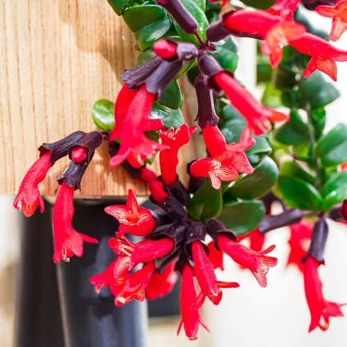 Lipstick Plant Live Twister Curly Vine, 3 Inch Pot, Red Aeschynanthus Houseplant