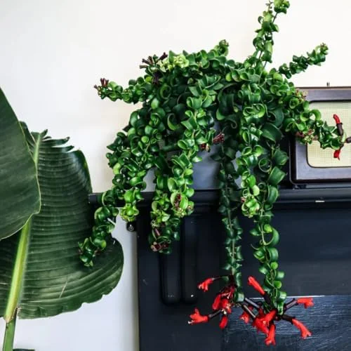 Lipstick Plant Live Twister Curly Vine, 3 Inch Pot, Red Aeschynanthus Houseplant