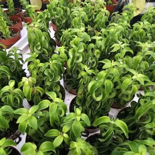Lipstick Plant Live Twister Curly Vine, 3 Inch Pot, Red Aeschynanthus Houseplant