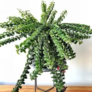 Lipstick Plant Live Twister Curly Vine, 3 Inch Pot, Red Aeschynanthus Houseplant