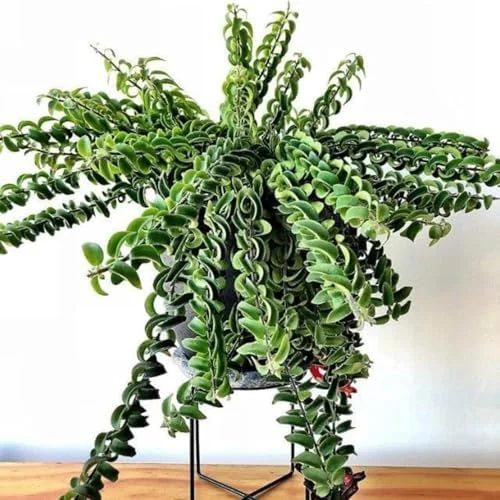 Lipstick Plant Live Twister Curly Vine, 3 Inch Pot, Red Aeschynanthus Houseplant