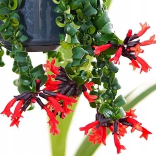 Lipstick Plant Live Twister Curly Vine, 3 Inch Pot, Red Aeschynanthus Houseplant