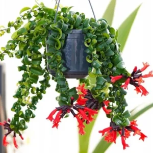 Lipstick Plant Live Twister Curly Vine, 3 Inch Pot, Red Aeschynanthus Houseplant