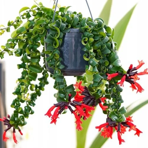 Lipstick Plant Live Twister Curly Vine, 3 Inch Pot, Red Aeschynanthus Houseplant