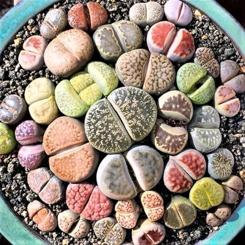 Lithop Live Plants 20 Pack Assorted Rare Living Stone Succulents Seedlings
