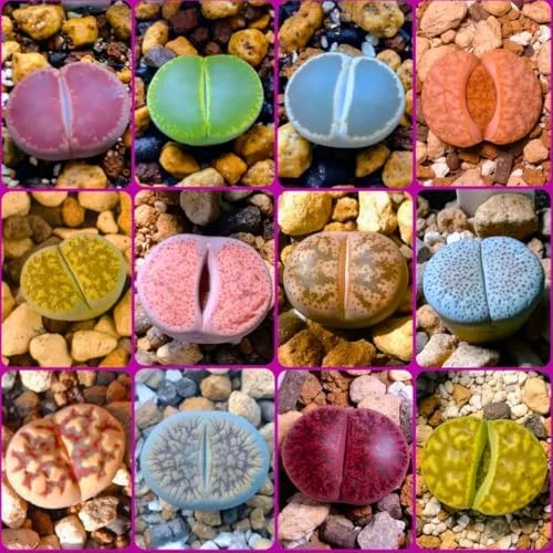 Lithop Live Plants 20 Pack Assorted Rare Living Stone Succulents Seedlings