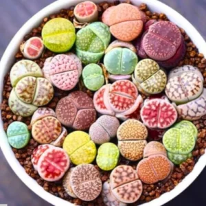 Lithop Live Plants 20 Pack Assorted Rare Living Stone Succulents Seedlings