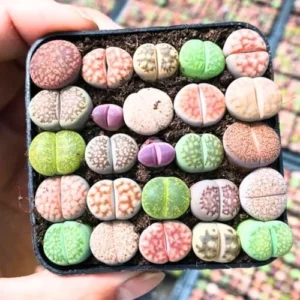 Lithop Live Plants 20 Pack Assorted Rare Living Stone Succulents Seedlings