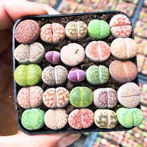 Lithop Live Plants 20 Pack Assorted Rare Living Stone Succulents Seedlings