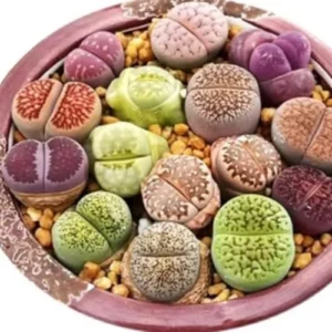 Lithop Live Plants 20 Pack Assorted Rare Living Stone Succulents Seedlings