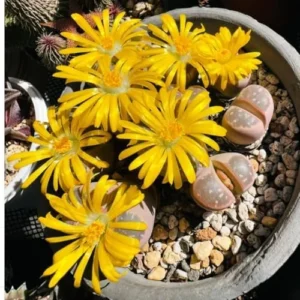 Lithop Live Plants 20 Pack Assorted Rare Living Stone Succulents Seedlings