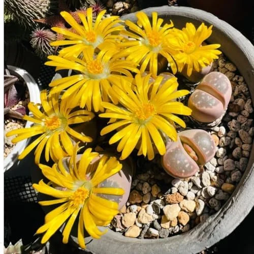 Lithop Live Plants 20 Pack Assorted Rare Living Stone Succulents Seedlings