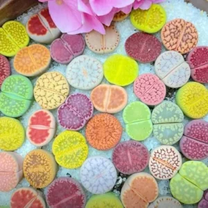 Lithop Live Plants 20 Pack Assorted Rare Living Stone Succulents Seedlings