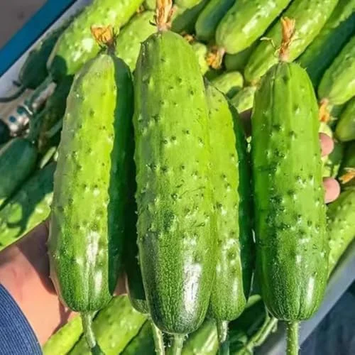 Live Cucumber Plants Potted - 2 Pack, 3-5 Inches Tall, 4 Inch Pot - Fresh Green Vegetable Gardening