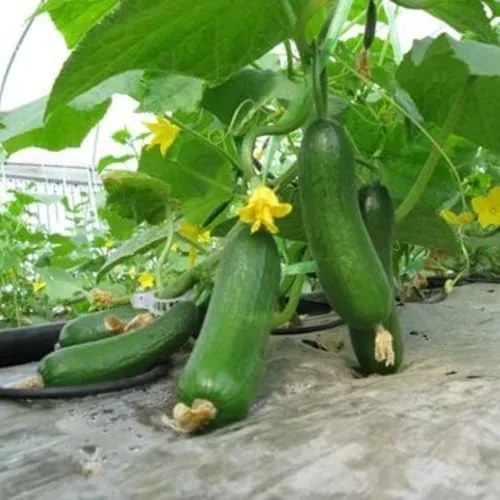 Live Cucumber Plants Potted - 2 Pack, 3-5 Inches Tall, 4 Inch Pot - Fresh Green Vegetable Gardening
