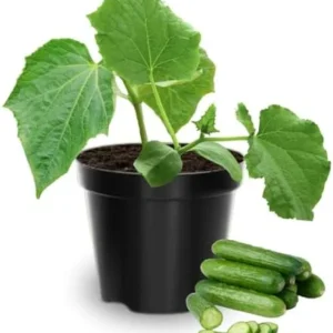 Live Cucumber Plants Potted - 2 Pack, 3-5 Inches Tall, 4 Inch Pot - Fresh Green Vegetable Gardening