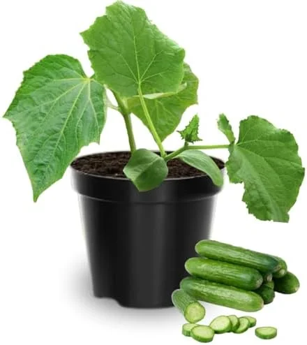 Live Cucumber Plants Potted - 2 Pack, 3-5 Inches Tall, 4 Inch Pot - Fresh Green Vegetable Gardening
