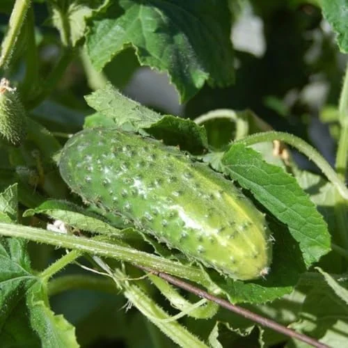 Live Cucumber Plants Potted - 2 Pack, 3-5 Inches Tall, 4 Inch Pot - Fresh Green Vegetable Gardening