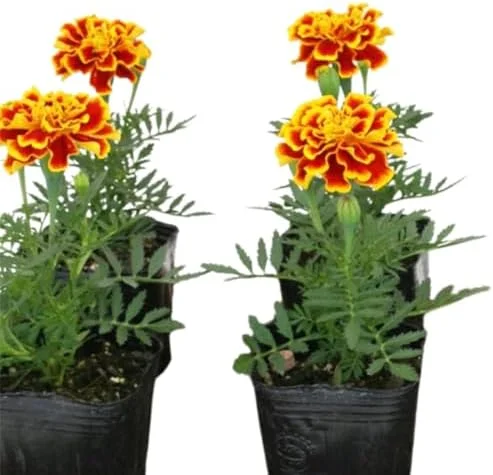 Marigold Live Plants - 2 Pack, 3-5 in, Orange Yellow Flower Plant