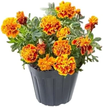 Marigold Live Plants - 2 Pack, 3-5 in, Orange Yellow Flower Plant