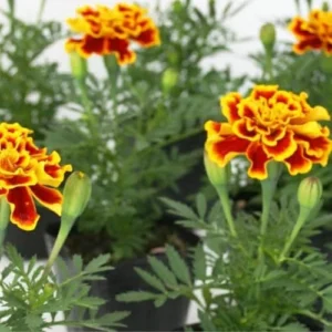 Marigold Live Plants - 2 Pack, 3-5 in, Orange Yellow Flower Plant