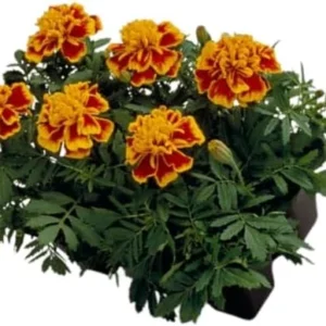 Marigold Live Plants - 2 Pack, 3-5 in, Orange Yellow Flower Plant