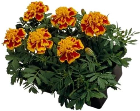 Marigold Live Plants - 2 Pack, 3-5 in, Orange Yellow Flower Plant