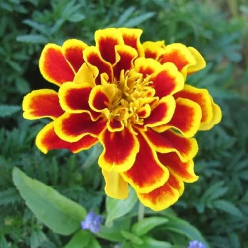 Marigold Live Plants - 2 Pack, 3-5 in, Orange Yellow Flower Plant