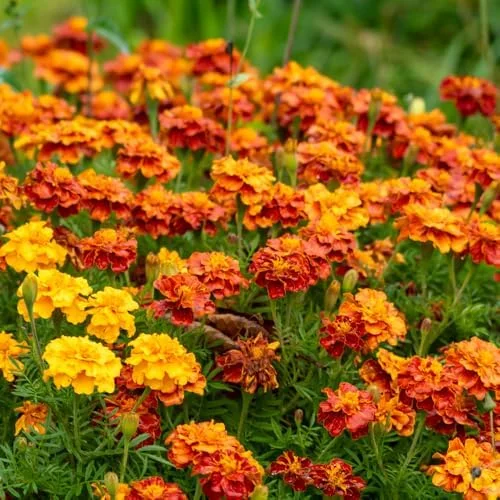 Marigold Live Plants - 2 Pack, 3-5 in, Orange Yellow Flower Plant