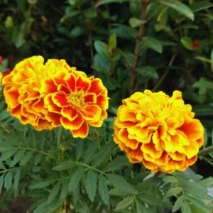 Marigold Live Plants - 2 Pack, 3-5 in, Orange Yellow Flower Plant
