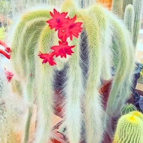 Monkey Tail Cactus Live Plant - Rare Trailing Succulent, Rooted, 3-6 Inch Bareroot for Hanging Baskets